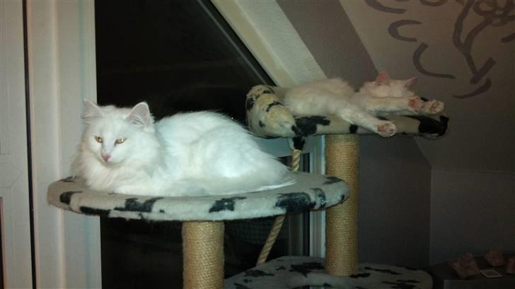 Norsk Skovkat DK Glowing Star's Aquila billede 3