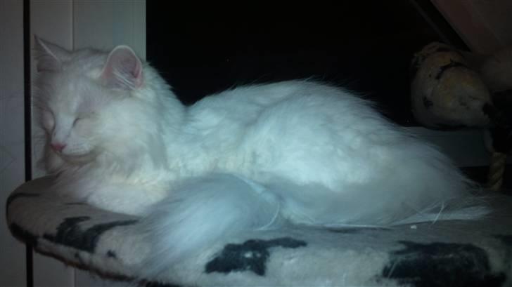 Norsk Skovkat DK Glowing Star's Aquila billede 4