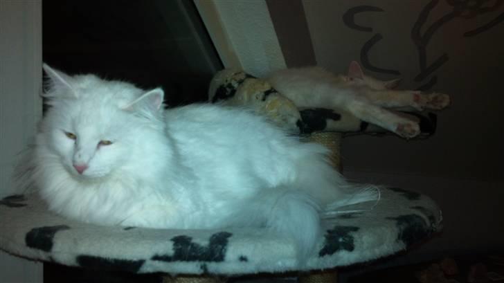 Norsk Skovkat DK Glowing Star's Aquila billede 5