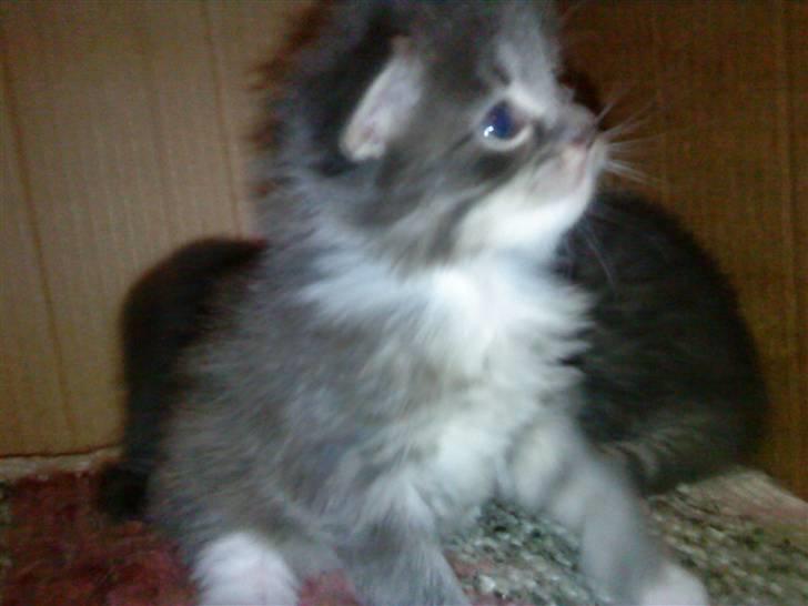 Blanding af racer pjuske - ja her er man begyndt at ku se jeg bliver langhåret  billede 1