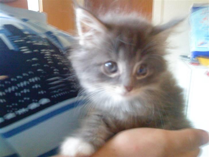 Blanding af racer pjuske billede 2