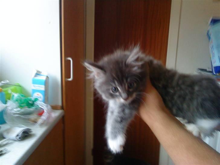 Blanding af racer pjuske - her er jeg lige godt 10uger og er allerede stor  billede 3