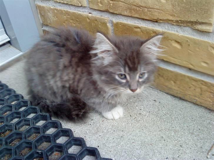 Blanding af racer pjuske - pjuske er uden for første gang billede 4