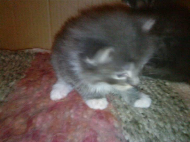 Blanding af racer pjuske - pjuske er her 14dage gammel billede 5