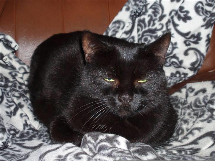 Huskat Musli - Verdens mest ondskabsfulde mis.......Hehe billede 9