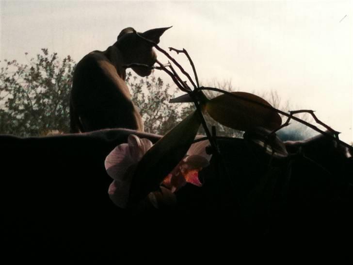 Sphynx Precilla´s Chilli  - Nyder udsigten  billede 1