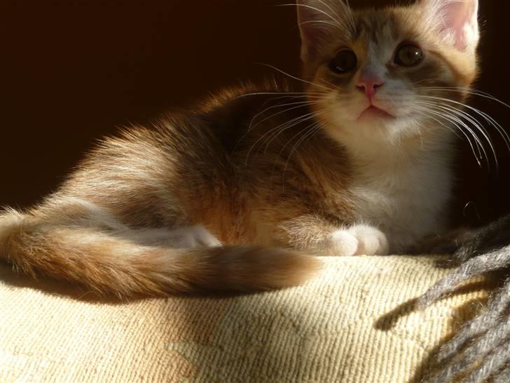 Huskat Ginny - Ginny the queen!! billede 1