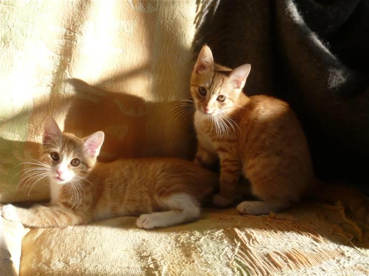 Huskat Ginny - Ginny og bror :) billede 2