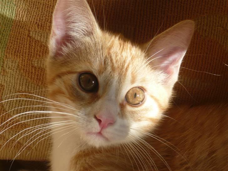 Huskat Ginny - Jeg tror at hun har set et spøgelse - eller måske er det bare mig hun kan se? billede 3