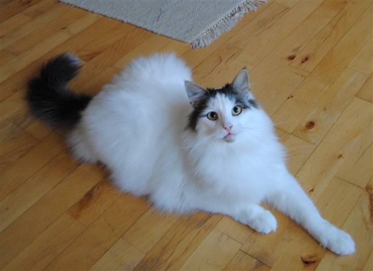 Norsk Skovkat PR DK Shakina's Camacho Chapado billede 1