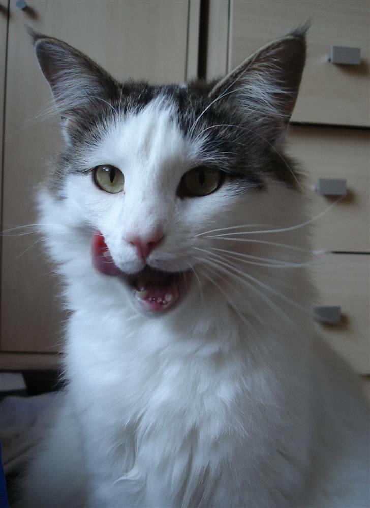 Norsk Skovkat PR DK Shakina's Camacho Chapado billede 2