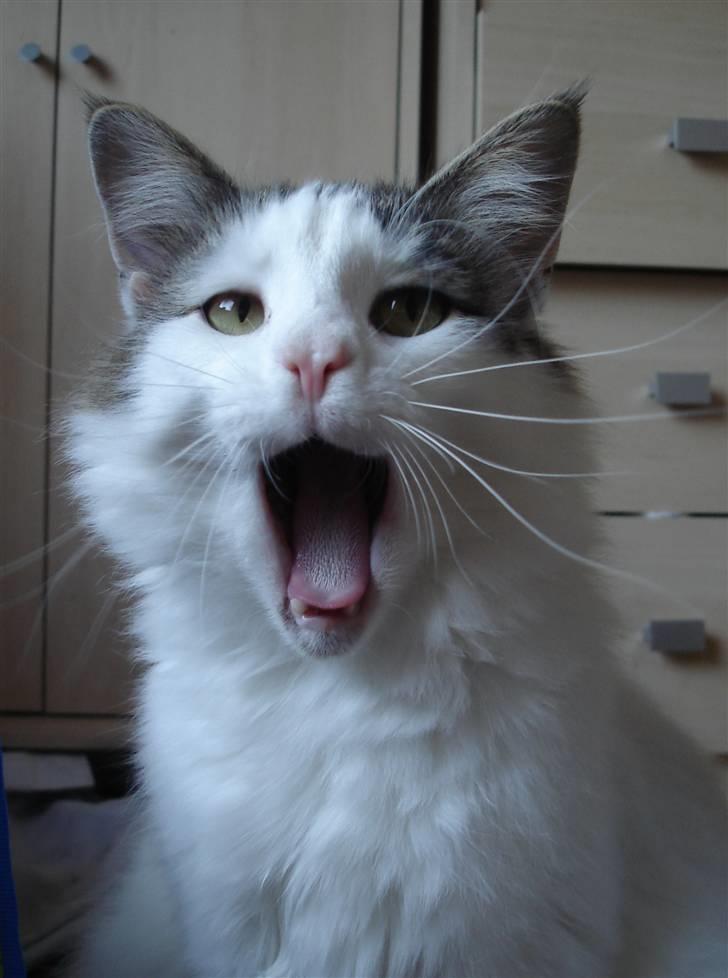 Norsk Skovkat PR DK Shakina's Camacho Chapado billede 3