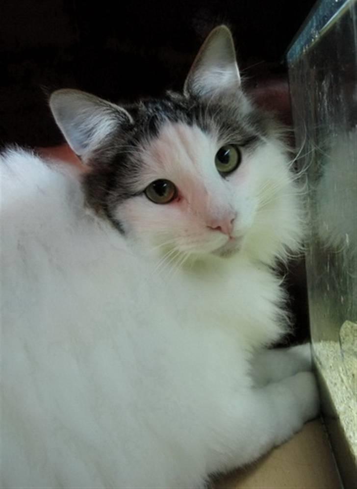 Norsk Skovkat PR DK Shakina's Camacho Chapado billede 4