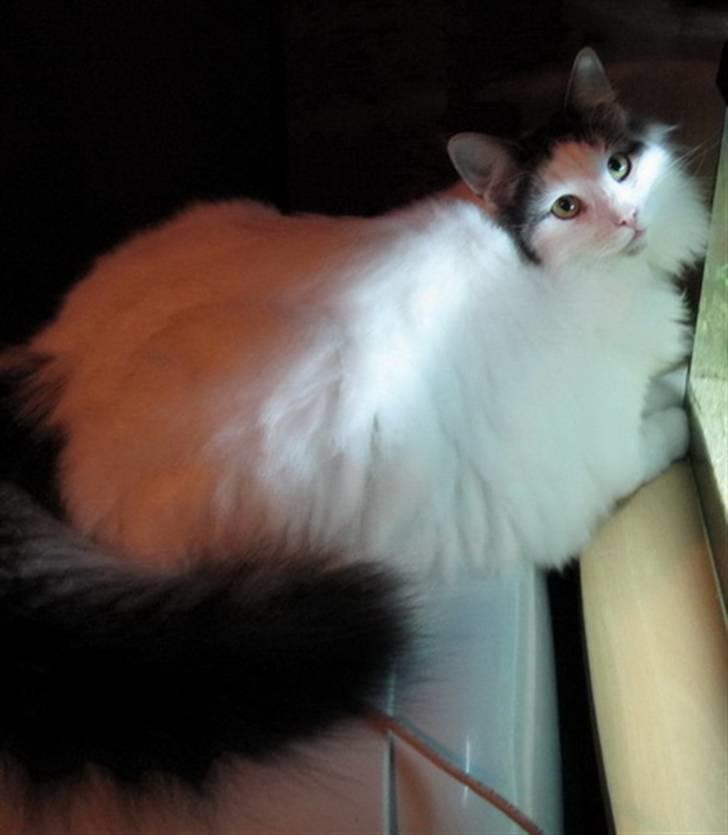 Norsk Skovkat PR DK Shakina's Camacho Chapado billede 5