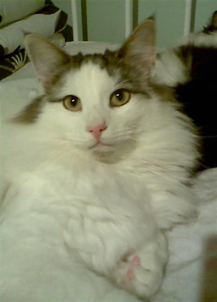 Norsk Skovkat PR DK Shakina's Camacho Chapado billede 6