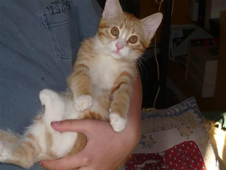 Huskat Ginny - Her ligger jeg da godt og trygt :) billede 4