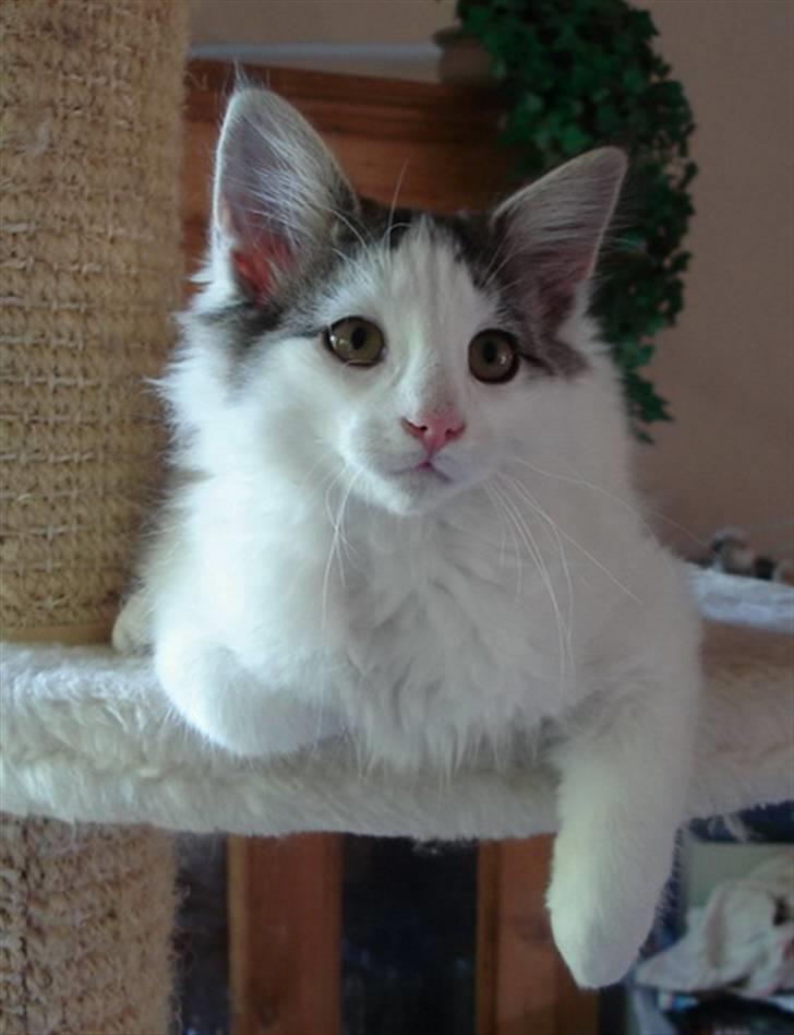 Norsk Skovkat PR DK Shakina's Camacho Chapado billede 7