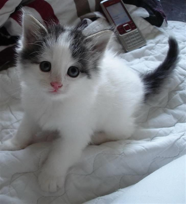 Norsk Skovkat PR DK Shakina's Camacho Chapado billede 8