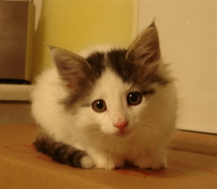 Norsk Skovkat PR DK Shakina's Camacho Chapado billede 9