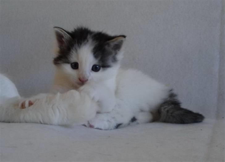 Norsk Skovkat PR DK Shakina's Camacho Chapado billede 10