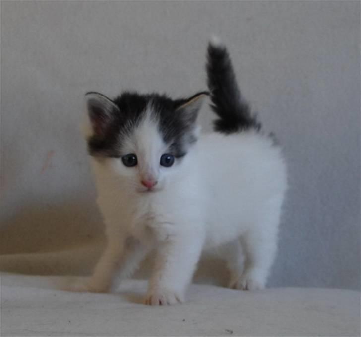 Norsk Skovkat PR DK Shakina's Camacho Chapado billede 11