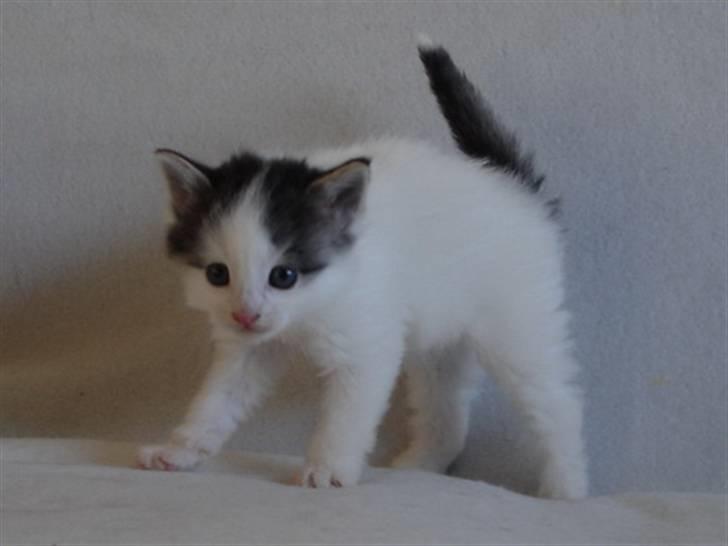 Norsk Skovkat PR DK Shakina's Camacho Chapado billede 12