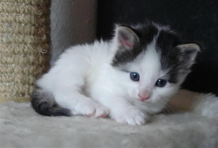 Norsk Skovkat PR DK Shakina's Camacho Chapado billede 13