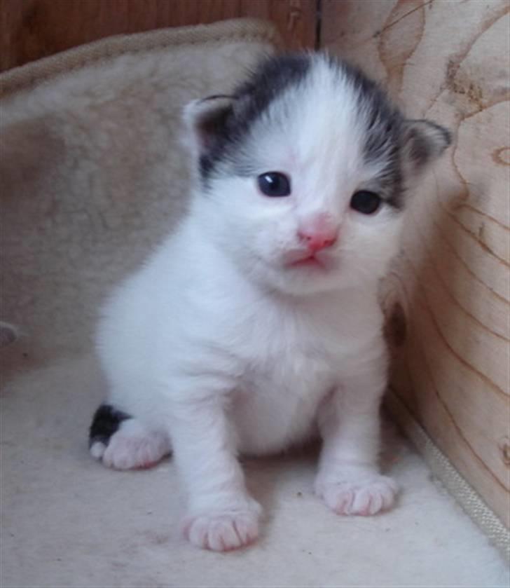 Norsk Skovkat PR DK Shakina's Camacho Chapado billede 14