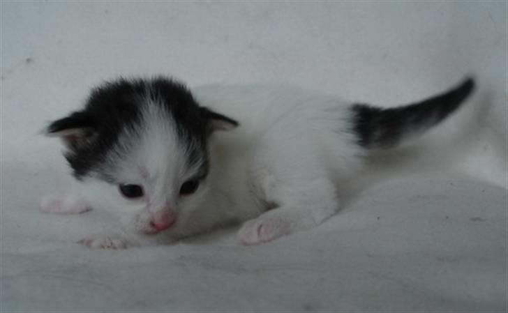 Norsk Skovkat PR DK Shakina's Camacho Chapado billede 15