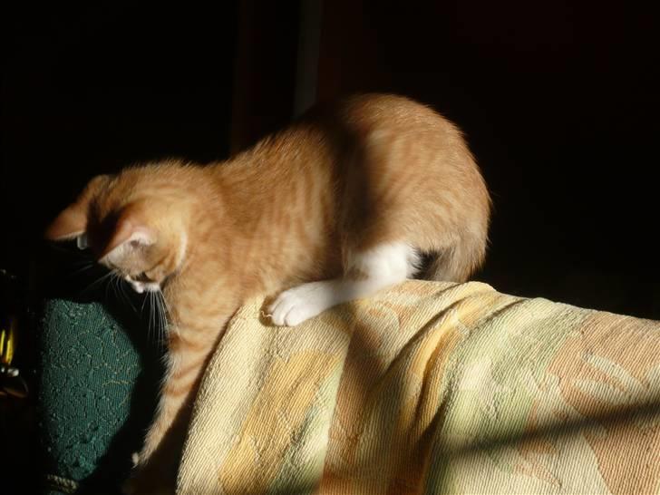 Huskat Ginny - Sofaen er sjov at lege med ! billede 5