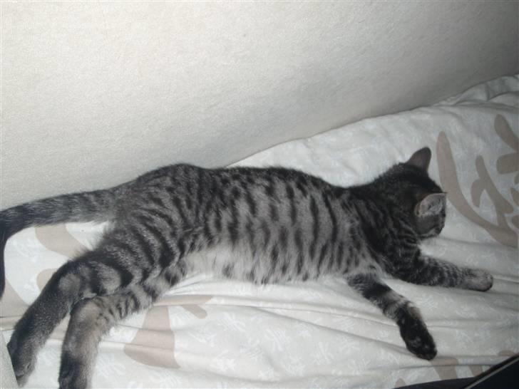 Huskat BabyMis - Farvel og Godnat . billede 8