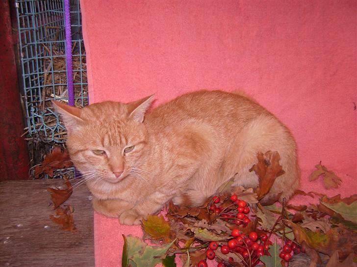 Blanding af racer Oliver <33 billede 11