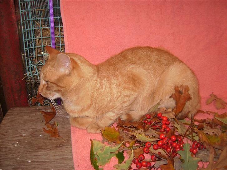 Blanding af racer Oliver <33 billede 12