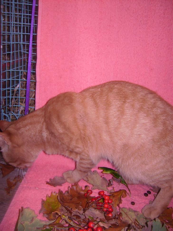 Blanding af racer Garfild <33 R.I.P  billede 19