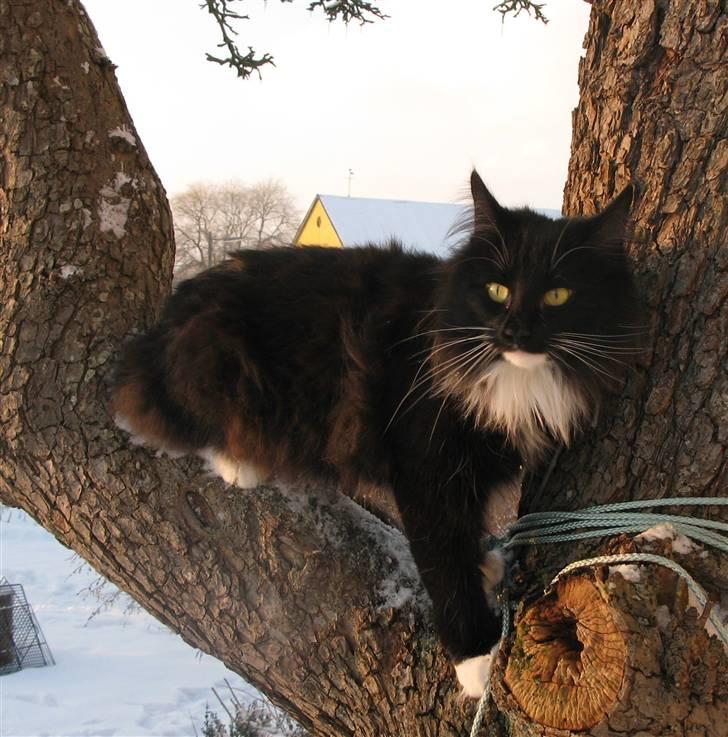 Norsk Skovkat Himmark Miss Meat Loaf - Himmark´s Miss Meat Loaf    Missi   Den 19-12-2010 i haven billede 2