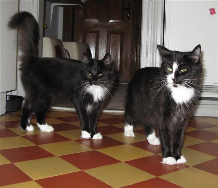 Norsk Skovkat Himmark Miss Meat Loaf billede 3