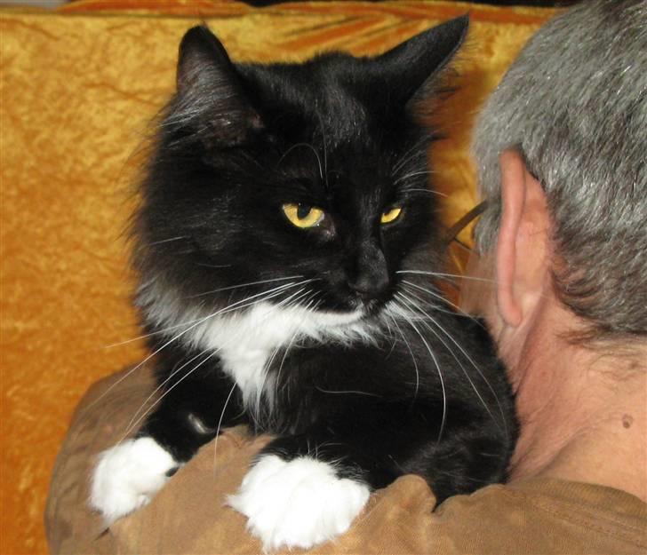 Norsk Skovkat Himmark Miss Meat Loaf billede 4