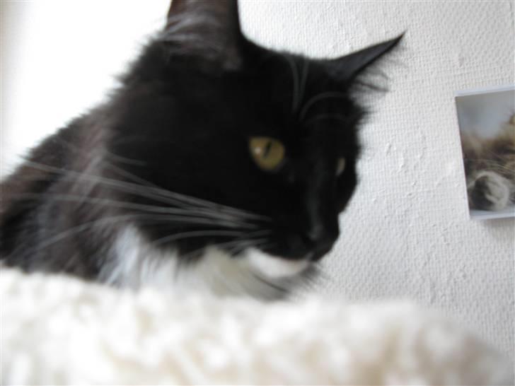 Norsk Skovkat Himmark Miss Meat Loaf billede 5