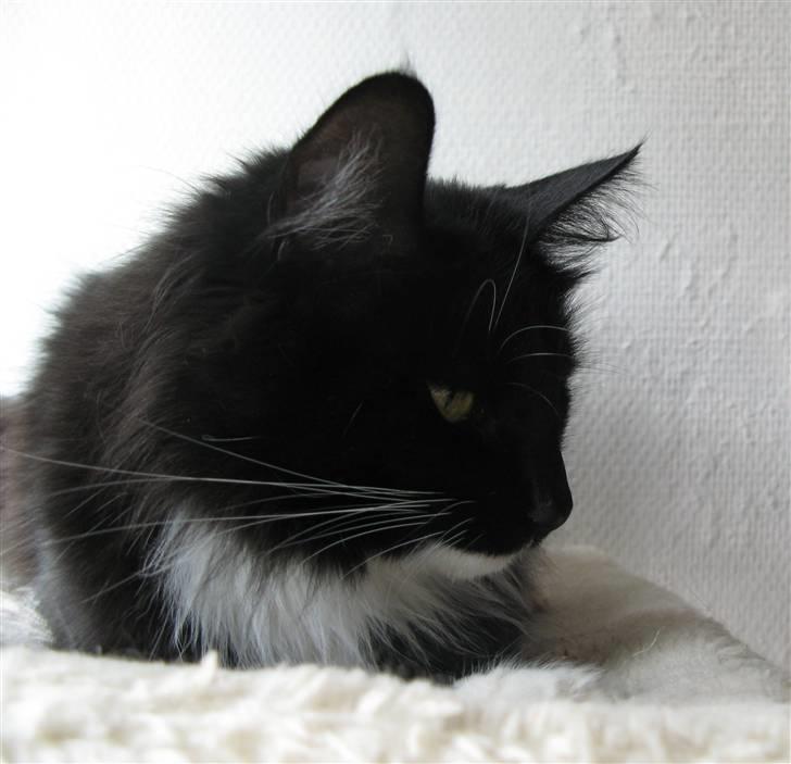 Norsk Skovkat Himmark Miss Meat Loaf billede 6