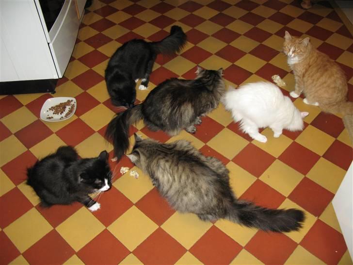 Norsk Skovkat Himmark Miss Meat Loaf billede 7