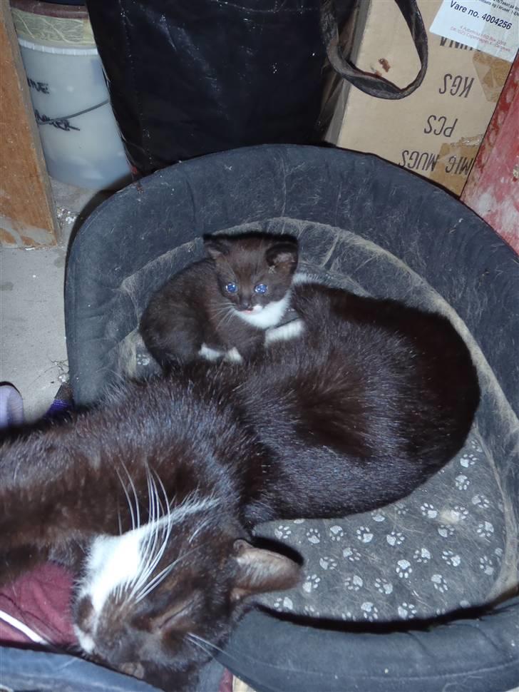 Huskat Baby billede 10