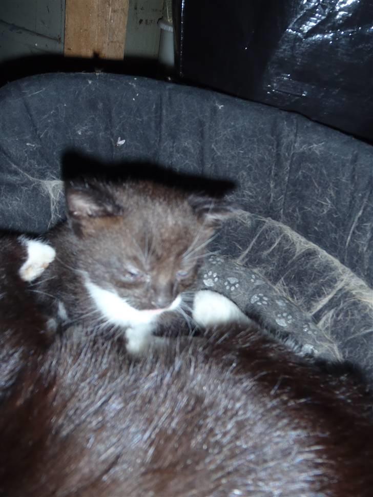 Huskat Baby billede 11