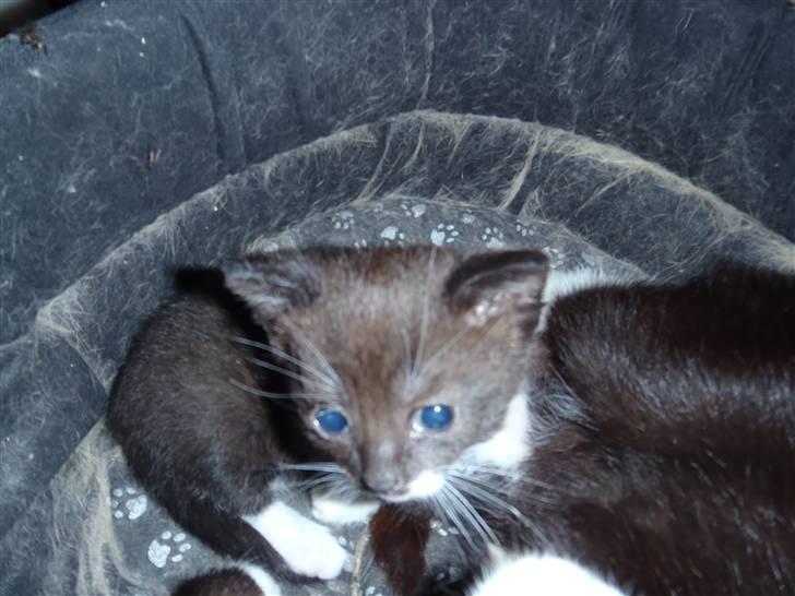 Huskat Baby billede 12