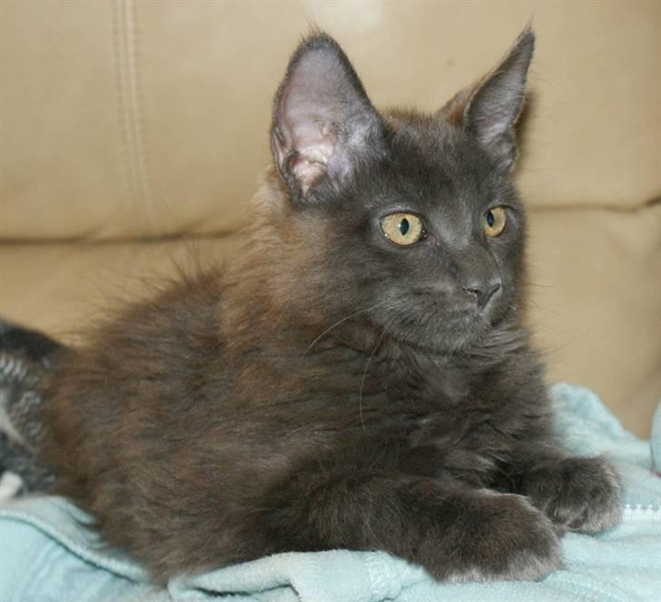 Maine Coon Tomahawk´s bull goes hunt - endelig hjemme 12 uger billede 11