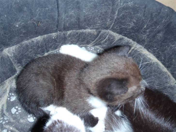 Huskat Baby billede 13