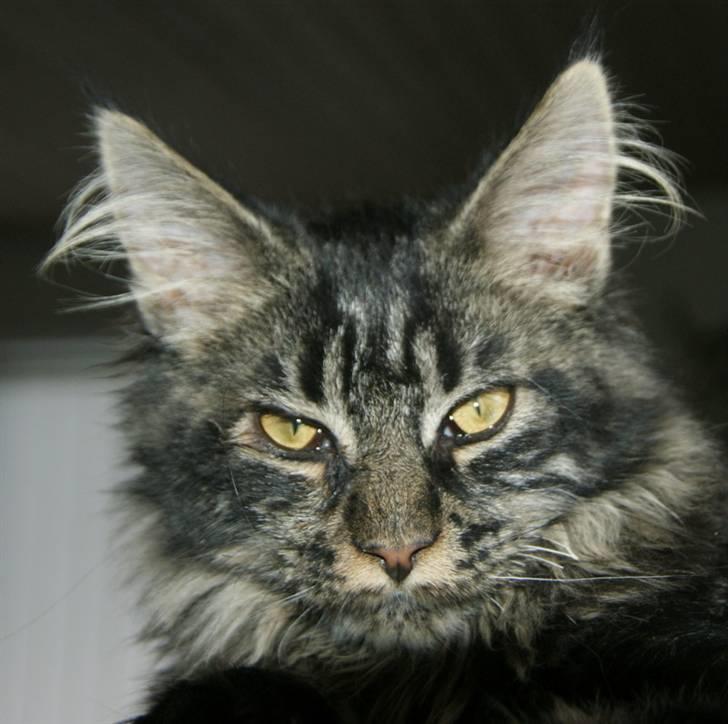 Maine Coon Fede Dorit billede 1