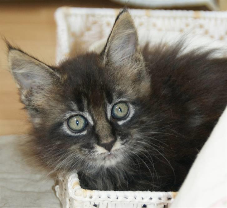 Maine Coon Fede Dorit billede 5