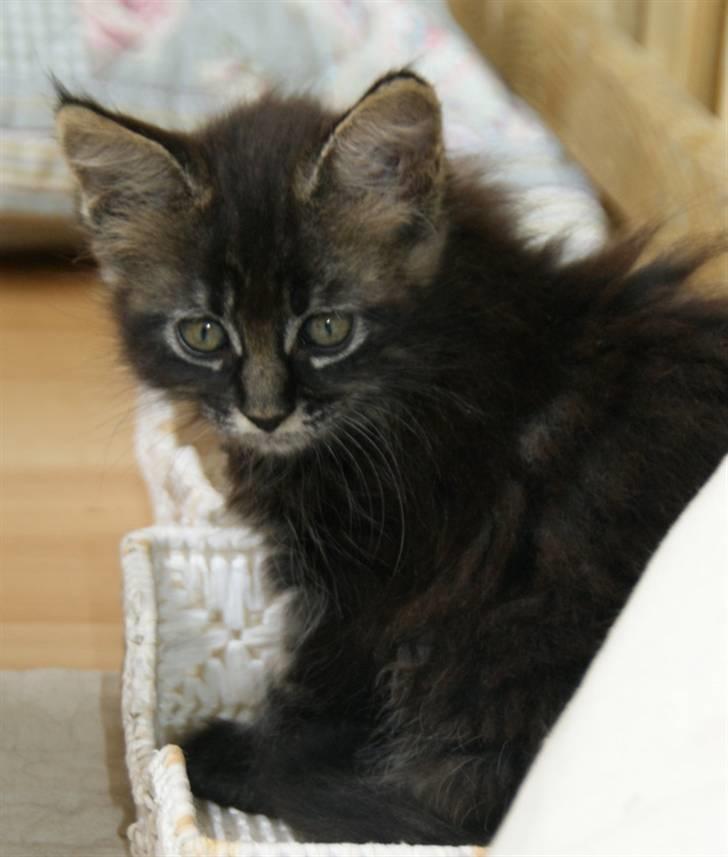 Maine Coon Fede Dorit billede 6