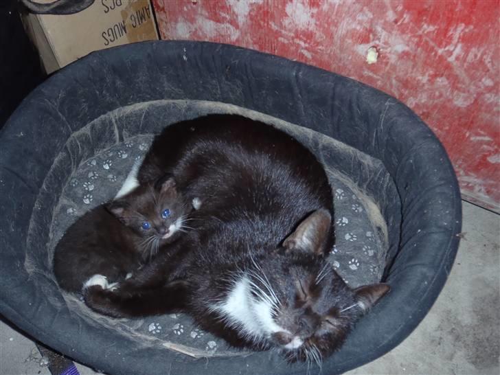 Huskat Baby billede 14