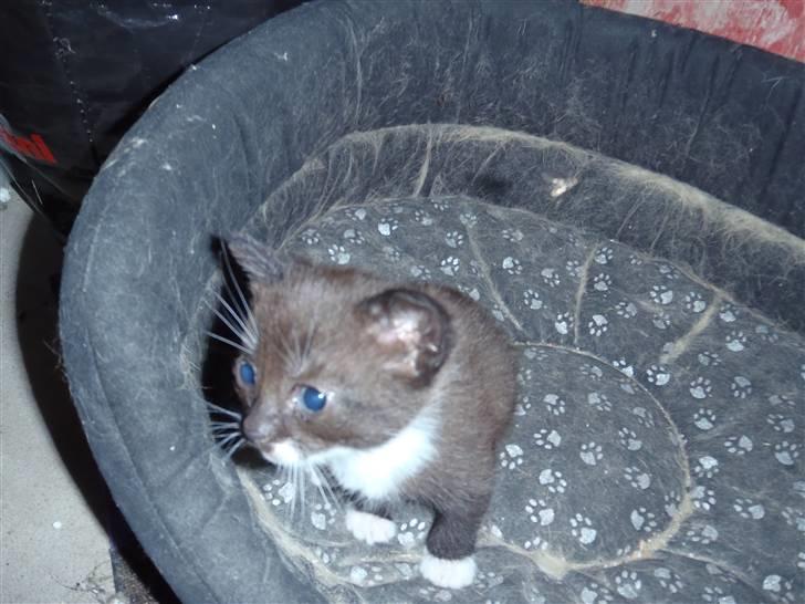 Huskat Baby billede 15